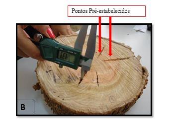 Figura 2. Determinação da massa para acompanhamento da perda da umidade (A) e da abertura das rachaduras em pontos estabelecidos (B) nos discos de Eucalyptus 2.