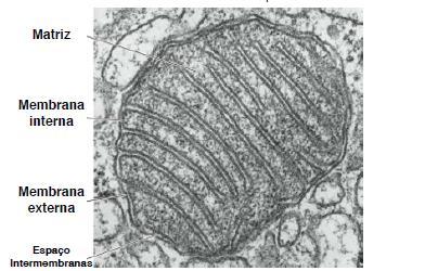 Estrutura da Mitocôndria