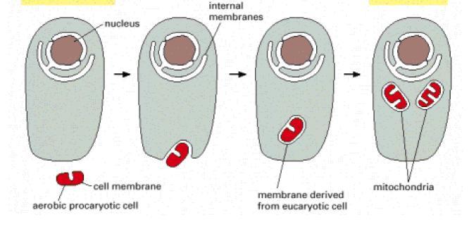 delimitados por duas membranas