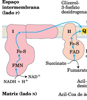 Complexo I: NADH Oxidoredutase - a cada 2 elétrons bombeia 4 Complexo I: NADH oxidorredutase - a cada 2