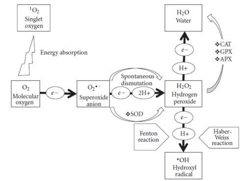 Redução do O 2 em H 2 O na mitocôndria ~0,1% do Oxigênio pode virar