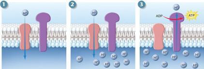 + elétron + H 2 O Gradiente de prótons impulsiona a síntese de ATP
