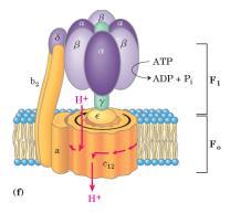 prótons promove a rotação do anel proteico