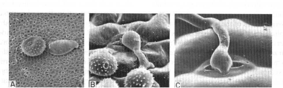 B. PENETRAÇÃO ATRAVÉS DE ABERTURAS NATURAIS (Estômatos, hidatódios, nectários, estigmas e lenticelas) A.