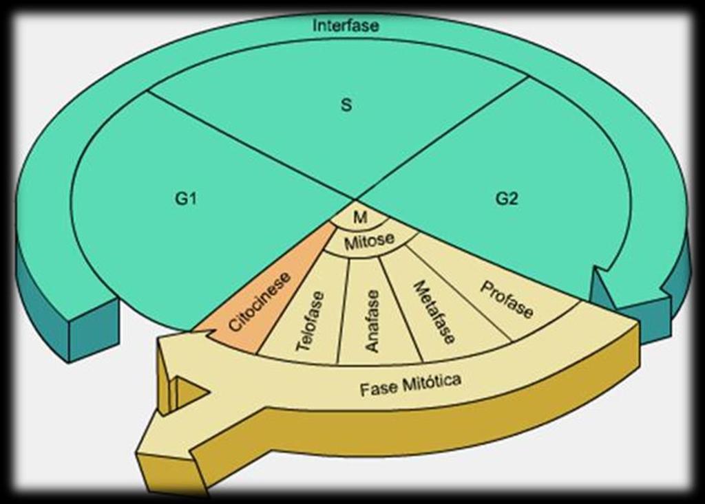 Ciclo celular Interfase Fase que precede qualquer divisão celular.