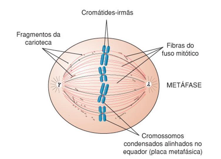 Mitose Metáfase Grau máximo de condensação dos cromossomos Cromossomos duplos alinhados lado a lado plano