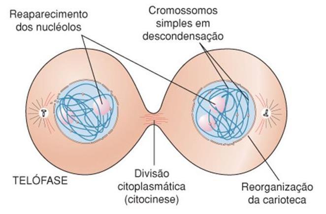 Mitose Telófase Cariocinese está completa (um núcleo em cada polo) Ocorre a citocinese (divisão do citoplasma) Formação de duas células filhas contendo o mesmo