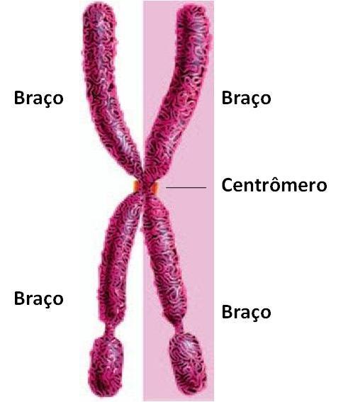 Conceitos básicos: Cromátides - irmãs