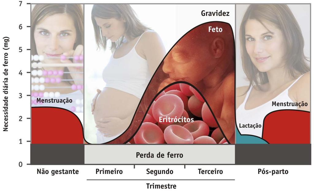 Necessidade diária de ferro na mulher