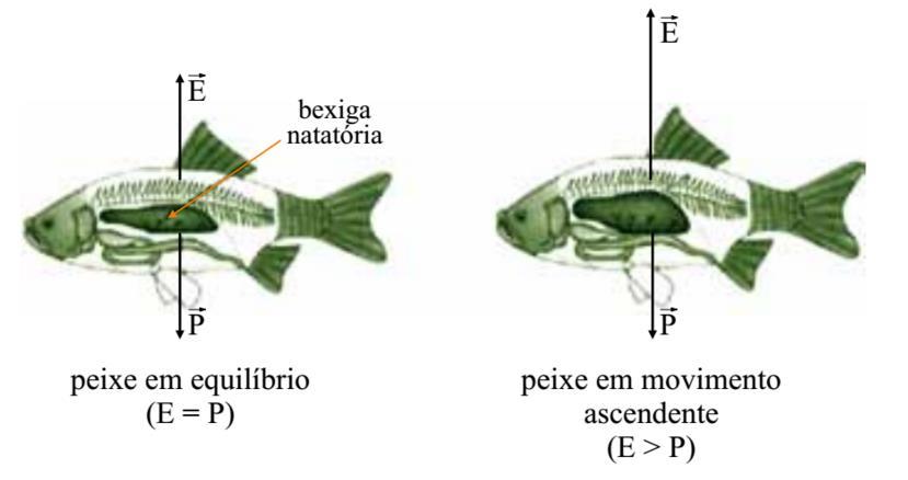Na situação descrita, o módulo do empuxo aumenta, porque a) é inversamente proporcional à variação do volume do corpo do peixe.