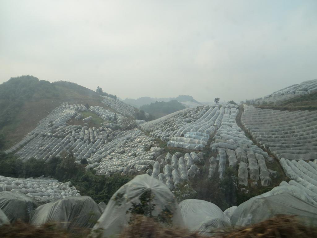 Produção de citros em ambiente