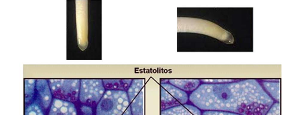 dentro da célula de acordo com a gravidade.