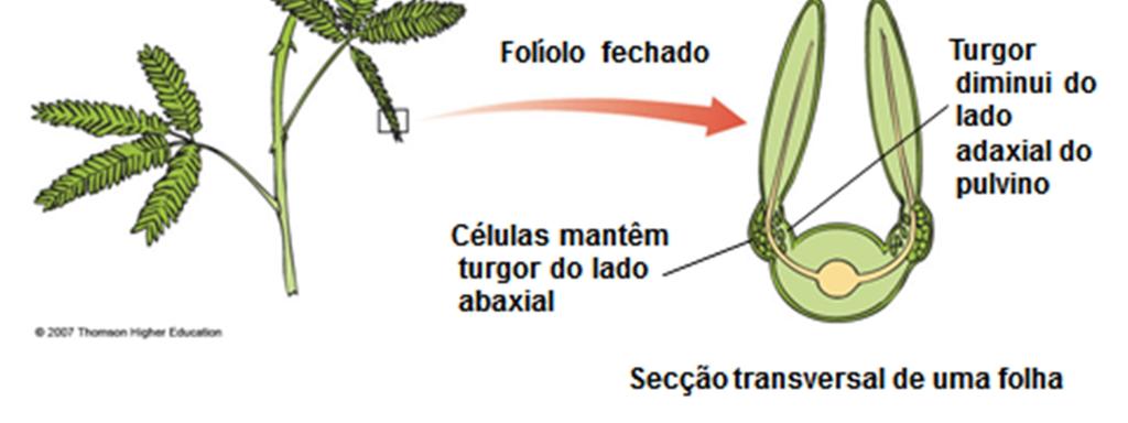 através do mesmo mecanismo pulvinar (modificações