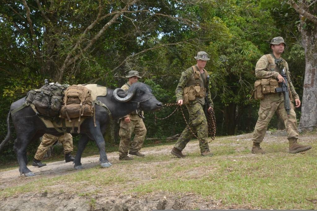 Búfalos foram usados para transportar os equipamentos dos militares em alguns trechos do treinamento. Além de suportarem bastante base, esses animais não se assustam com o barulho de tiros e bombas.