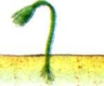Esporófito maduro