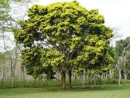 árvore (uma angiosperma) conhecida