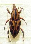 Classificação do Bicudo Classe - Insecta Ordem - Coleoptera Família - Curculionidae Gênero -