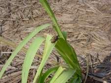 Sphenophorus levis Formas de Infestação de um canavial ESTIMATIVAS DE EVOLUÇÃO POPULACIONAL DE Sphenophorus levis Taxa de