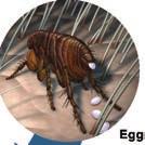5 As pulgas permanecem no seu animal de estimação até morrerem naturalmente, saírem por escovagem ou serem mortas com um produto para pulgas eficaz Ovos: Uma pulga fêmea pode pôr 40 a 50 ovos por dia.