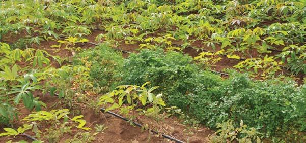 Agricultura visam aumentar a