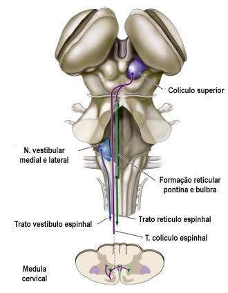 Sistemas Mediais: Originados no colículo superior, formação reticular e núcleos