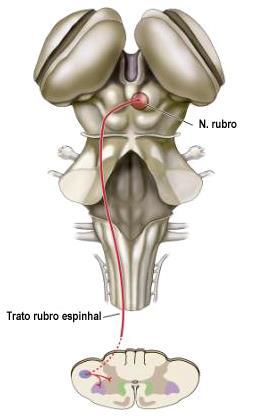 O controle postural pode interferir na performance de certas atividades físicas, como