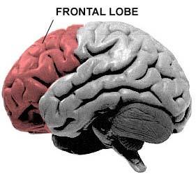 Funcionamento integrado com o córtex de associação parietal e com o cerebelo. Área Motora Suplementar Produção de movimentos complexos (multiarticulares).