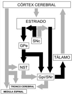 DOS NÚCLEOS DA BASE: PANORAMA SIMPLIFICADO AS AFERÊNCIAS CORTICAIS QUE CHEGAM AOS NÚCLEOS DA BASE SÃO PROCESSADAS EM DOIS CIRCUITOS DISTINTOS, CRIANDO AS VIA DIRETA ATIVAÇÃO CORTICAL IMEDIATA