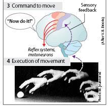 ESTRATÉGIA/PROGRAMAÇÃO: como posso fazer (áreas sensoriais, associativas e pré-motoras, núcleos basais, cerebelo) 3.