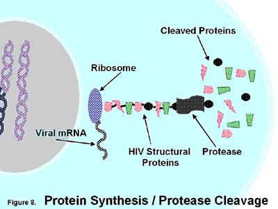 Protease HIV: