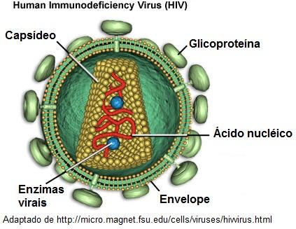 Constituintes da partícula viral - Parasitas intracelulares obrigatórios - Usam a maquinaria metabólica