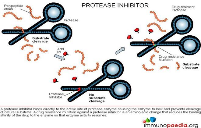 Efeitos adversos: efeitos gastrointestinais: náuseas, vômitos e diarreia Não tem efeito sobre aspartil protease humana (renina: não cliva posição fenilananina-prolina)