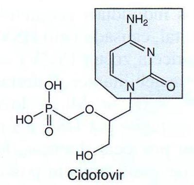 Outros inibidores da DNA polimerase viral Cidofovir Análogo nucleotídeo citidina. É fosforilado por 2 cinases celulares e nenhuma viral.