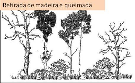 É prática comum a introdução de capim nestas áreas degradadas. Com isto, a pecuária pode se desenvolver na área de floresta, enquanto ela ainda não desapareceu.