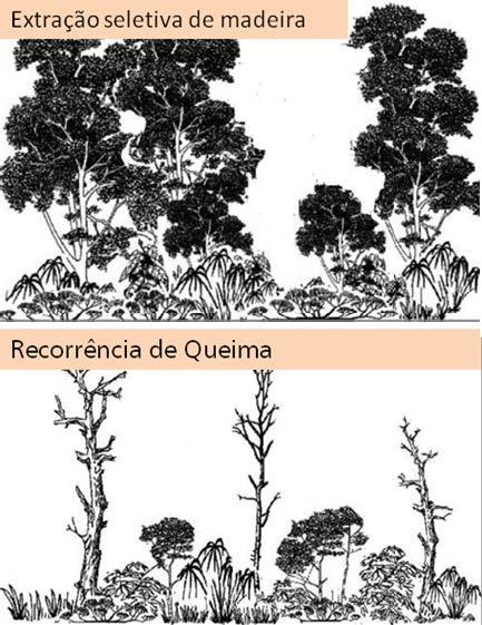 Com a recorrência do fogo, sobram vivas apenas cerca de 10% a 20% das árvores que compõem o dossel e grande quantidade de árvores mortas em pé.