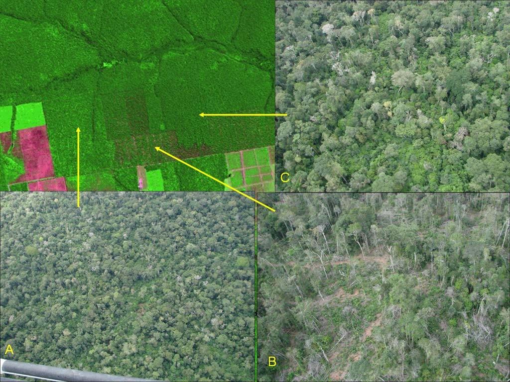 Figura 7.1 Padrões de degradação florestal por extração de madeira observados em imagens realçadas.