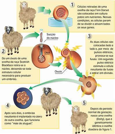 Clonagem da Ovelha Dolly Os clones não chamaram muita atenção durante anos, pois a clonagem restringia-se principalmente a plantas e protozoários.