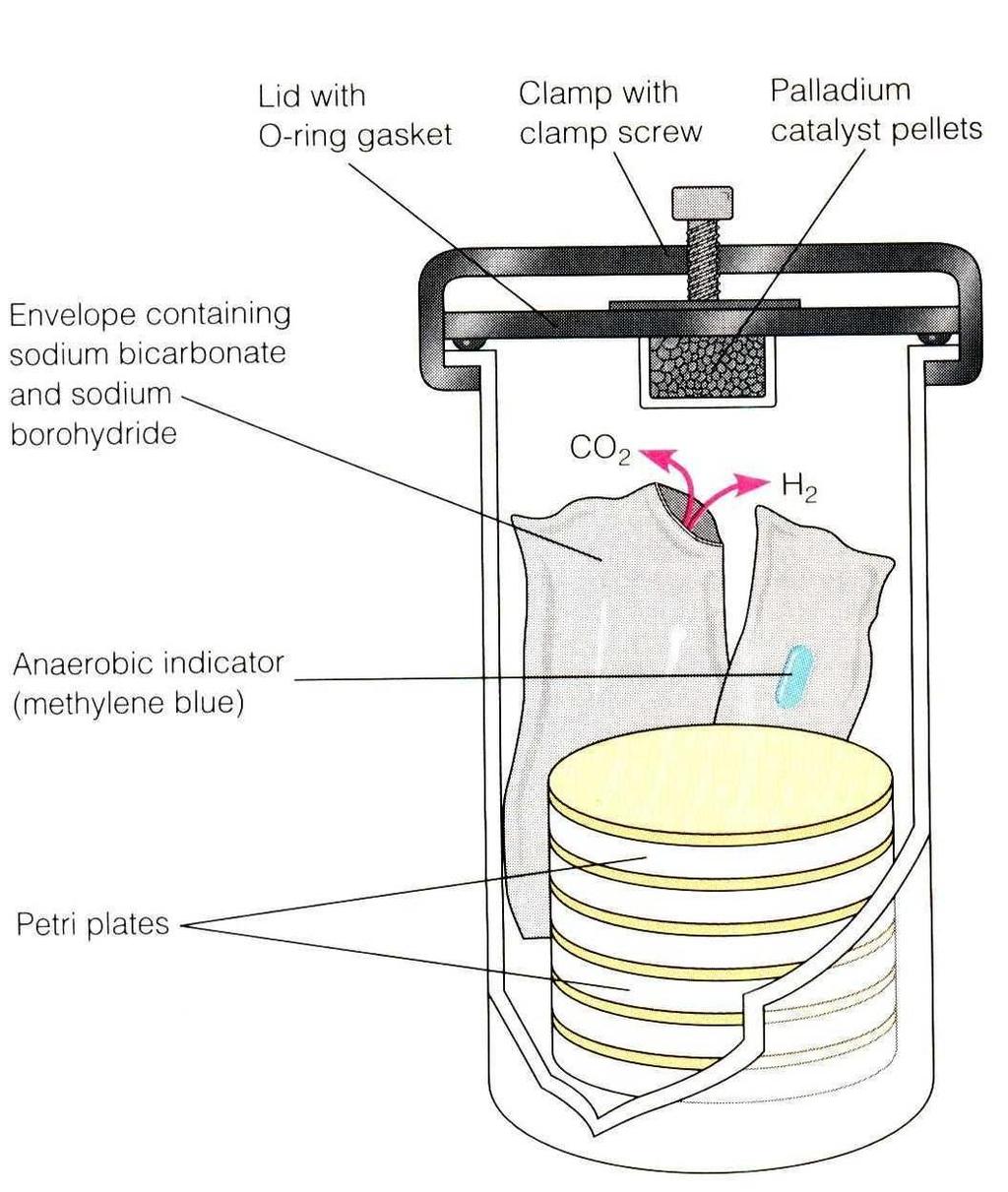Jarra de anaerobiose (Sistema GasPak)