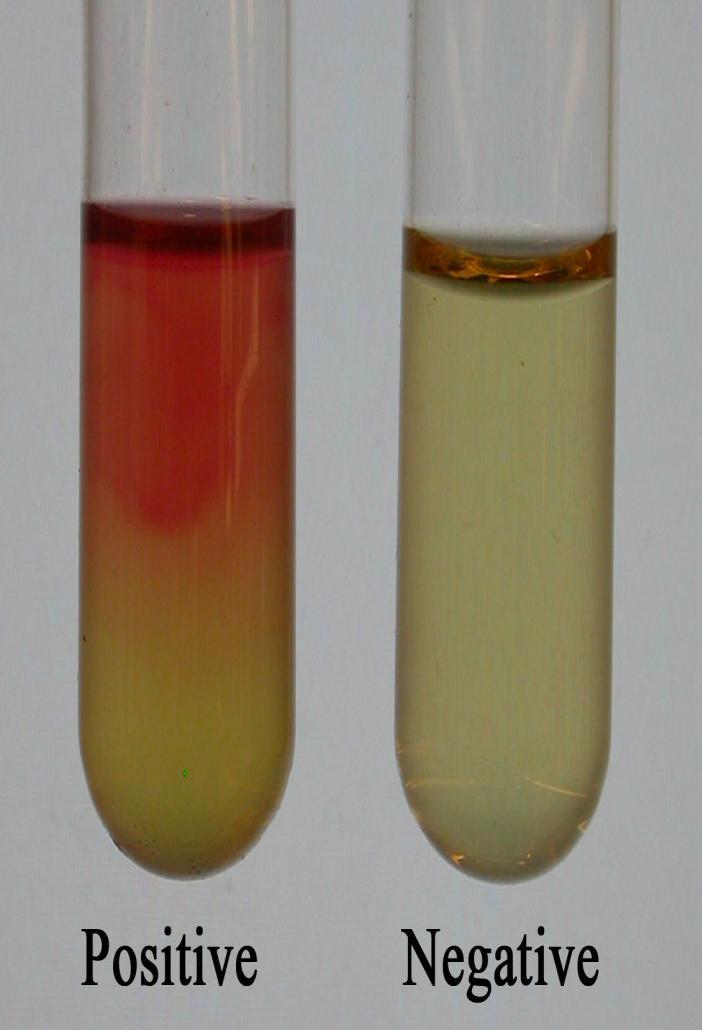 Voges-Proskauer (VP) Fermentação Butilenoglicólica Glicose Acetilmetilcarbinol (= Acetoina) 2,3