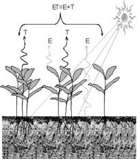 processos de evaporação da água do solo e da vegetação úmida e de transpiração das plantas.