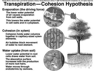 Definição de Transpiração A transpiração é um processo biofísico pelo qual a água que passou pela planta, fazendo parte de seu metabolismo, é transferida para a atmosfera preferencialmente pelos