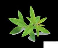 LIPTON LUCIA-LIMA Lippia Citriodora é o nome verdadeiro da Lúcia-Lima, uma planta que quando colocada em contacto com água a ferver liberta óleos essenciais que o ajudarão a digerir uma refeição
