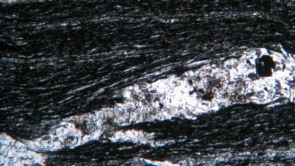 As vênulas estão dobradas com plano axial paralelo à orientação mineral de S2.