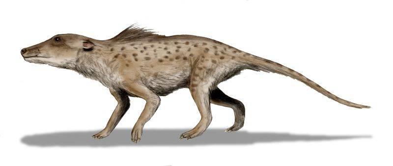 Reconstituição Pakicetus 1º fóssil 1979