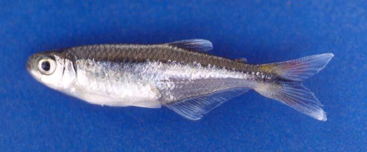 Fish species distribution Bryconamericus stramineus 2000-250 km