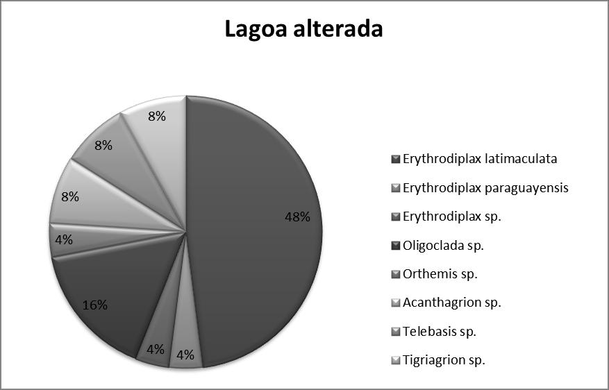 Gráfico 4 Abundância relativa