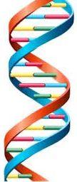 Ácidos Nucleicos: Nucleotídeos, DNA e RNA Bianca Lobão - nº