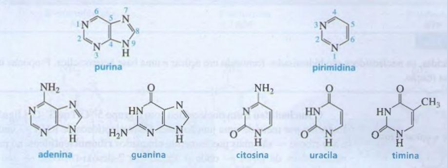 DNA: Duas purinas (adenina e guanina) e duas pirimidinas (citosina e timina) RNA: as mesmas bases do DNA, mas no lugar da timina, tem uracila As purinas e pirimidinas