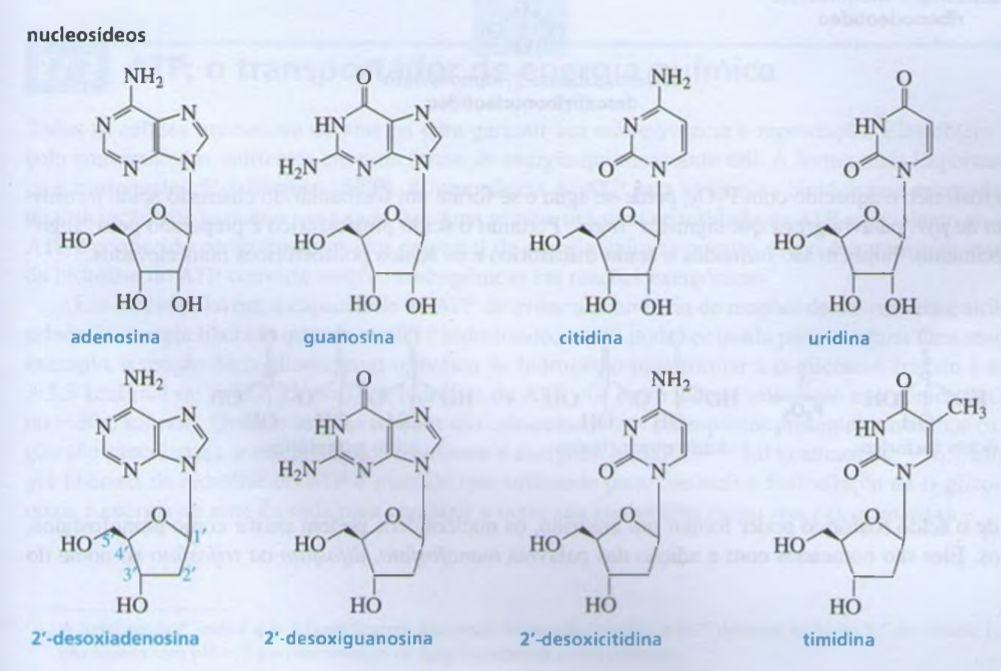 Devido à uracila ser encontrada somente no RNA, ela é mostrada apenas ligada à D-ribose, mas nunca à 2-desoxi-D-ribose; Devido à timina ser encontrada só no DNA, ela se mostra apenas ligada à