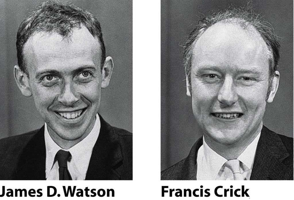 Watson e Crick propuseram em 1953 o modelo da dupla hélice para a molécula de DNA; Concluíram que o DNA consiste em duas cadeias de ácidos nucléicos, com o esqueleto açúcar-fosfato na parte externa e